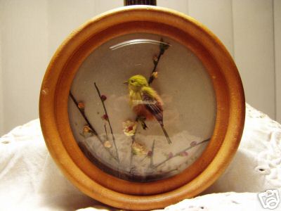 Ortolan Bunting